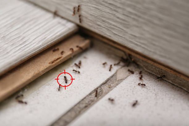 Best Mosquito Control Services  in Millville, NJ