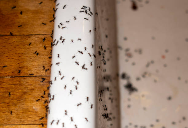 Best Pest Control Near Me in Millville, NJ